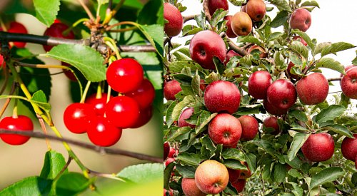 Water restrictions could kill Okanagan orchards and cost farmers $250M